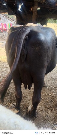 સીમાસી મેંદરડા તાલુકો જુનાગઢ જીલ્લ