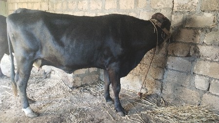 hesab poy libai puri bansakatha