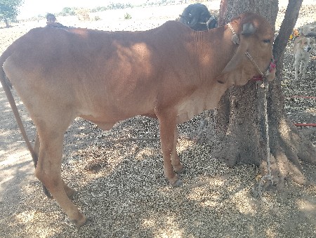 ગાય વેચવાની છે