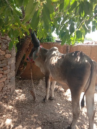 વેચવાનાજે