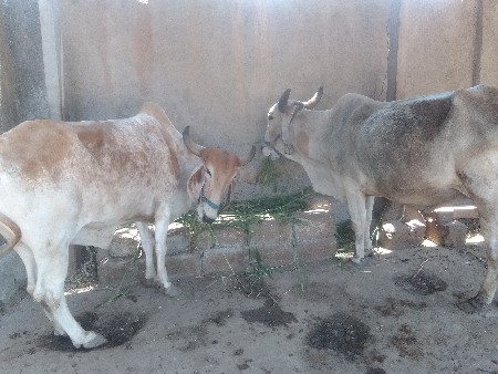 બળદ વેચવાના છે સાટા પણ ચાલે