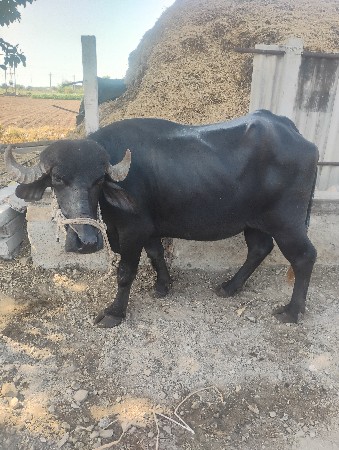 ખડેલી વેચવાની છે