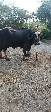 ભેંશ વેસવાની છે
