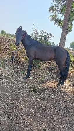 ઘોડો સાટાકર વાના શે
