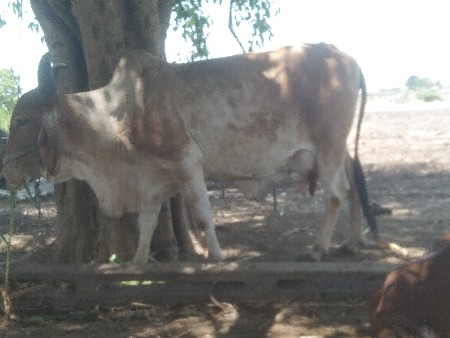 ૪‌ વેતર ૫લિટલ દુધ