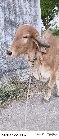 ગાય વેચવાની છે