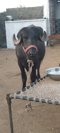 વેચાવ
