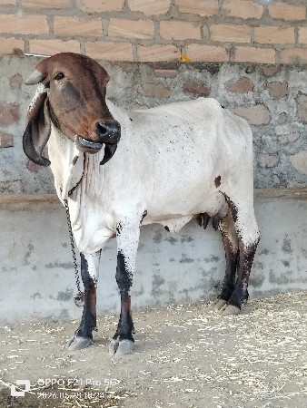 પેલુ વેતર
છ લીટર દૂધ
નીચે વાસડો