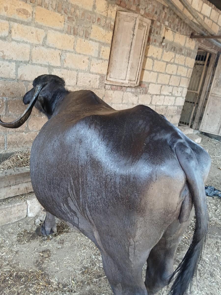 ભેંસ વેચવાની છે