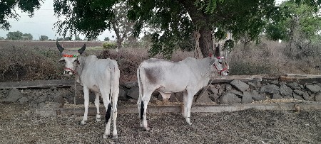 ગોઢલા વેચવાના છે