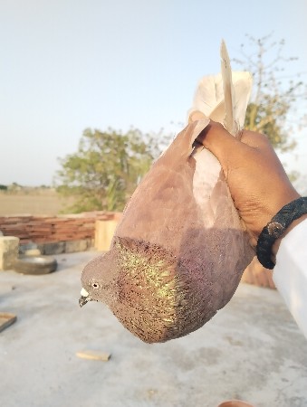 કબૂતર ની જોડી વેચવાની છે