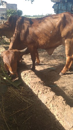 હોઙકી વેચવાની  છે ખાલી છે