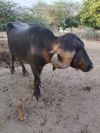 પાડો વેચવાનોછે