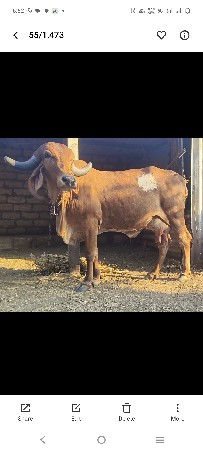 ગીરઃ ગાય વેશવાની સે
