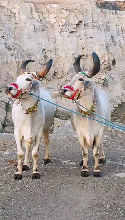 એક વાવણી વાવેલ મારવા બેસવાની ટોટલ