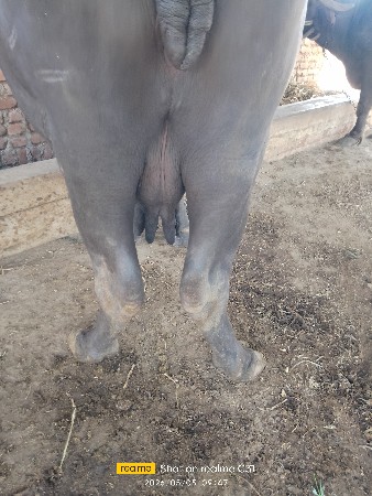 8154053758