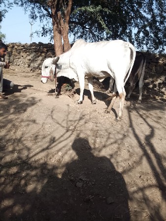 હોડકી  વેચવાની છે