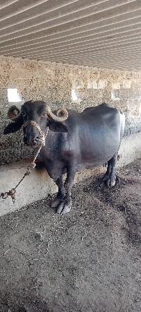 ભેંસ વેચવાની છે