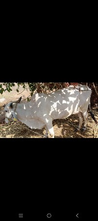 ગાયછૅ