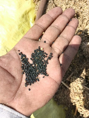 પિળિ પતિ ડુંગળી બિ