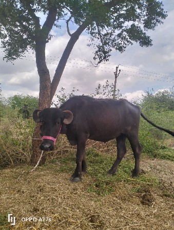 ખડેલા વેચવાના છે