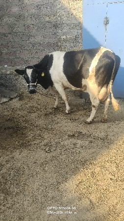 2 ગાયો વેચવાની છે