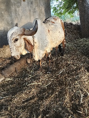 ગાય વેચવાની છે