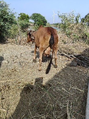 ગાય વેચાણ માટે છે ૫/૬ લિટર દૂધ