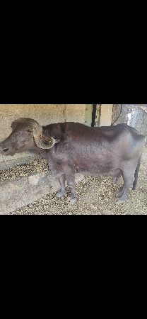 ભેસ વેશવાની છે