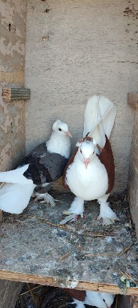 કબૂતર વેચવાના છે