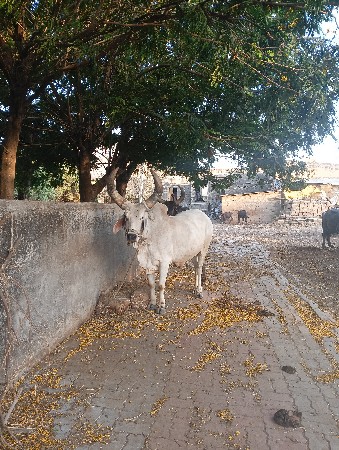 આ બરધ વેચવાનો છે ડાબીયાર હાલે