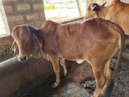 ગીર વાછડી વેચવાની સે