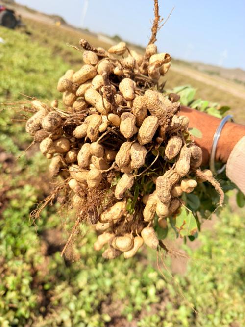54 ઉનાળુ માંડવો