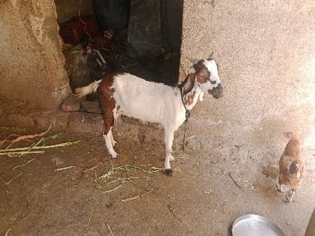 ત્રણ બકરી વેચવાની છે