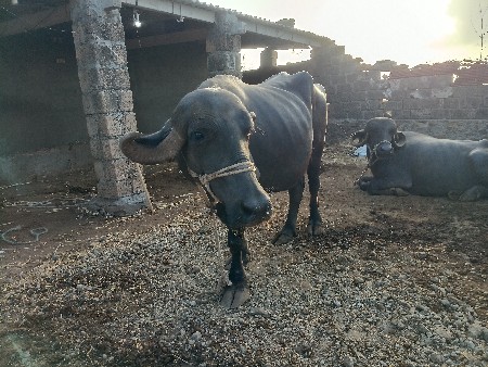 બે ભેંસ વેસવા ની છે