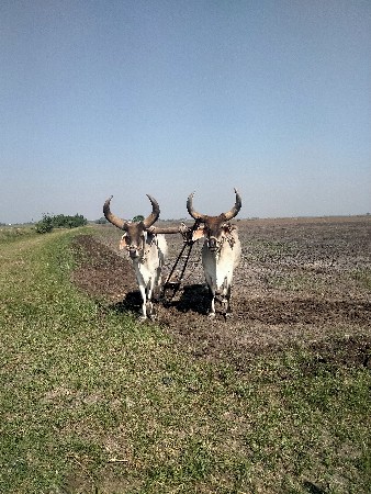 ગોધલા