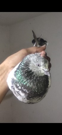 ગોલ્ડન માદી 🔥🍒