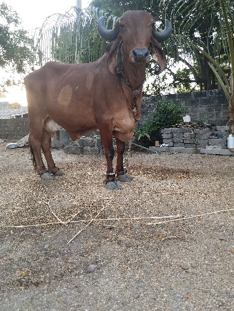 ગીર ગાય વેસવાની સે