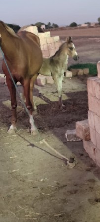 વસેરી વેસ્વાની સે