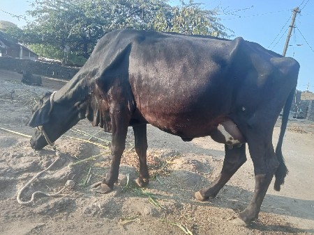 6 લીટર દૂધ