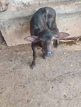 ભેંસ વેચવાની છે