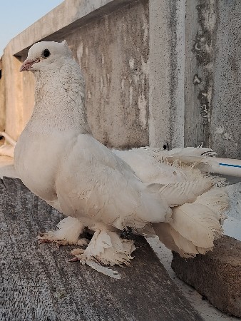 kabutar નર દેવાનો સે