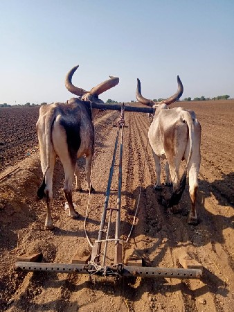 બળદ વેચવાના છે