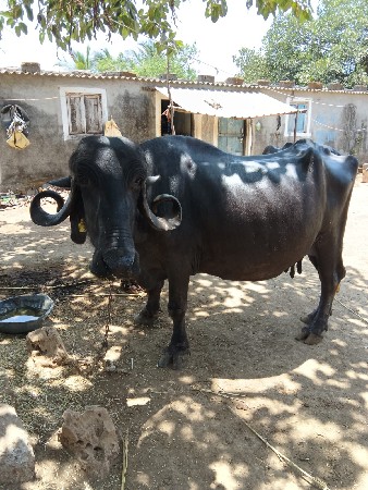 ભેસ વેસવાની છે