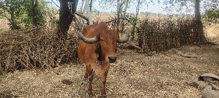 પયોર ગીર ગાય ૭-૮ લિટર દુધ
