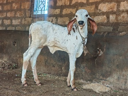 ગાય વેચવાનું છે