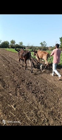 ગોઢલો વેચવાનાછે  1 વાવણીવાવેલછે