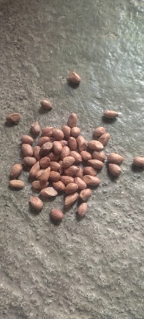 મગફળી 99