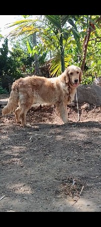 ફિમેલ વેચવાની છે હા