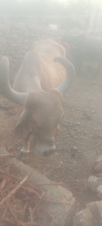 ગાય વેચવાની છે